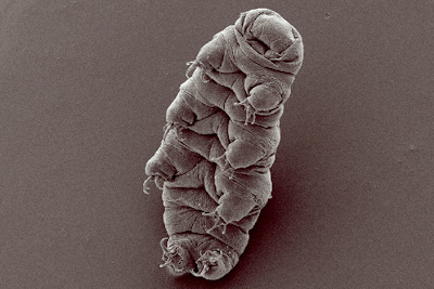 Waterbear